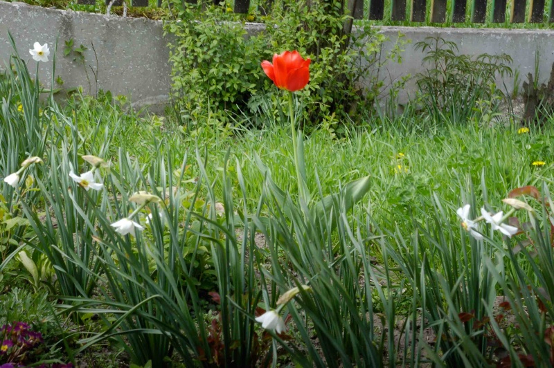 Einer unter den "Nartsysov"