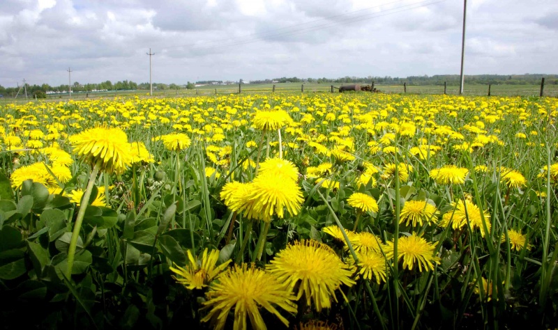 Geh hinaus in das Feld .....