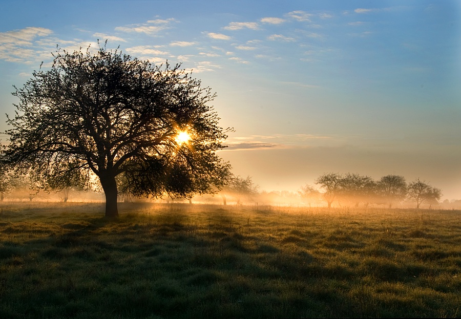 Morgen in einer Apfelplantage.