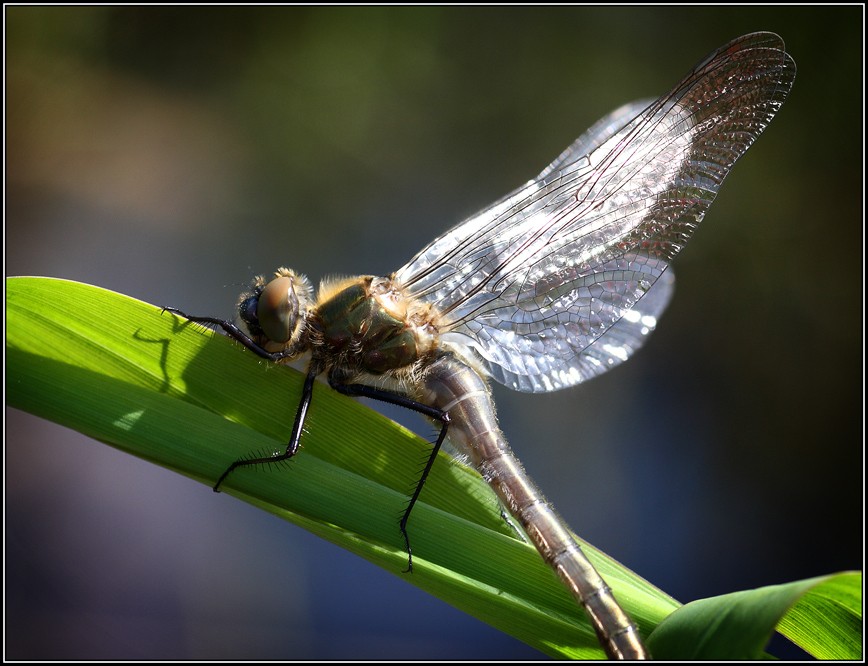 Sonne in den Flügeln.