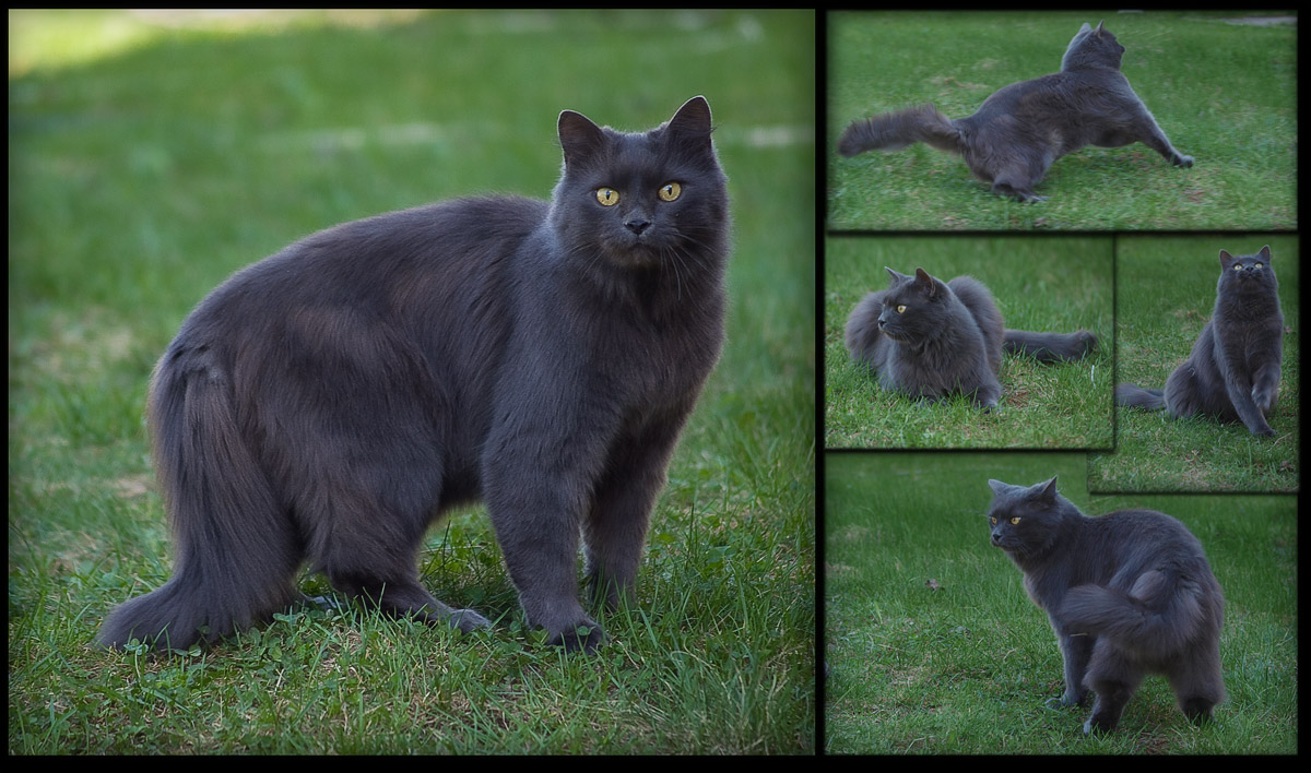 eine Minute Country Life Cat K.