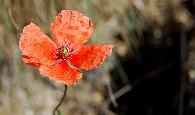 Also worauf warten Sie ... Blumen Scharlach ....