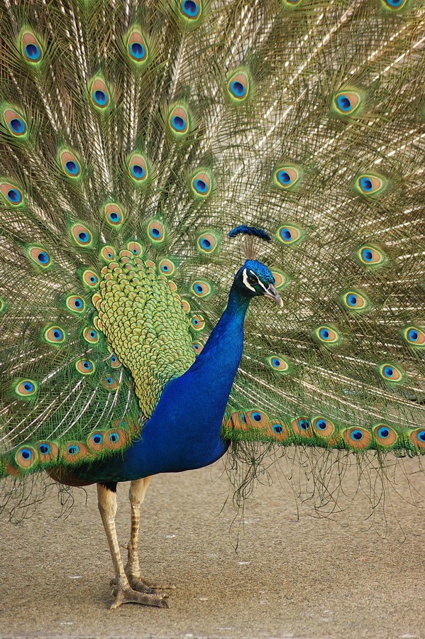 Wichtig - den Schwanz!