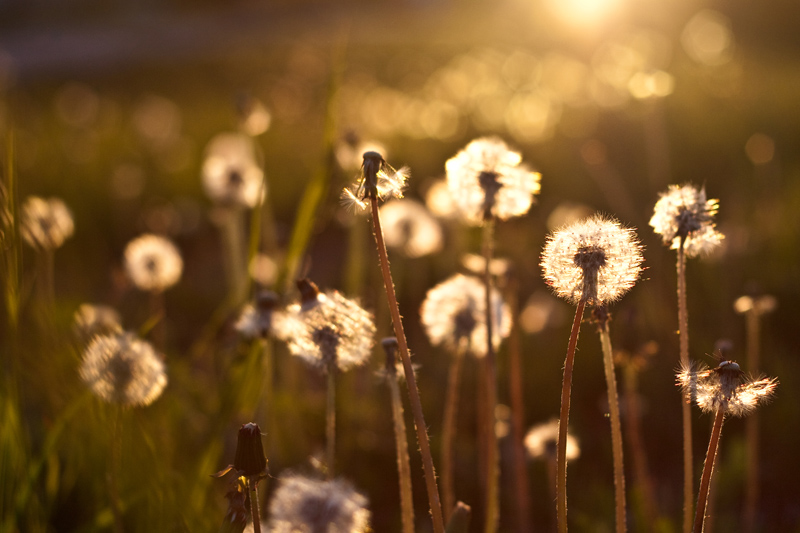 schön, in Löwenzahn fallen ....