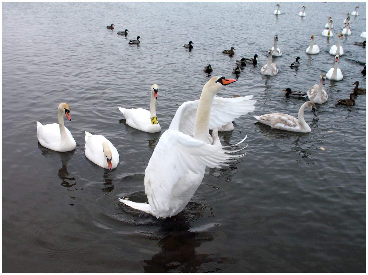 Lassen Sie mich patsaluyu cha ...