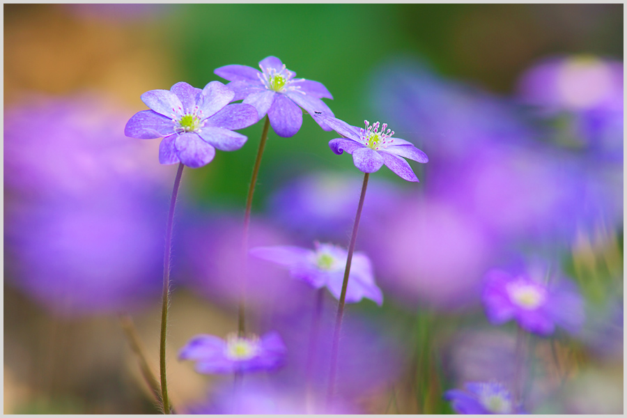 Träume von etwas hell