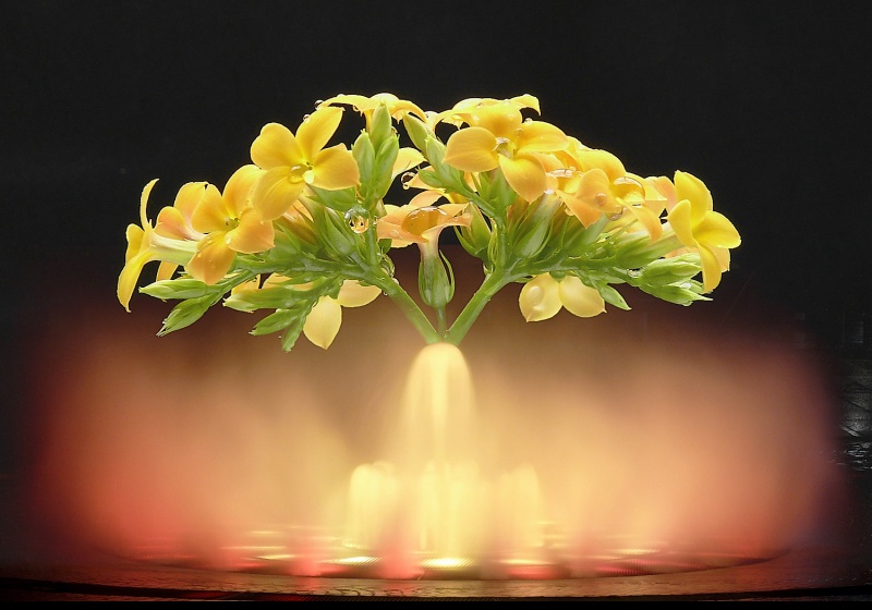 Blume aus einem Brunnen