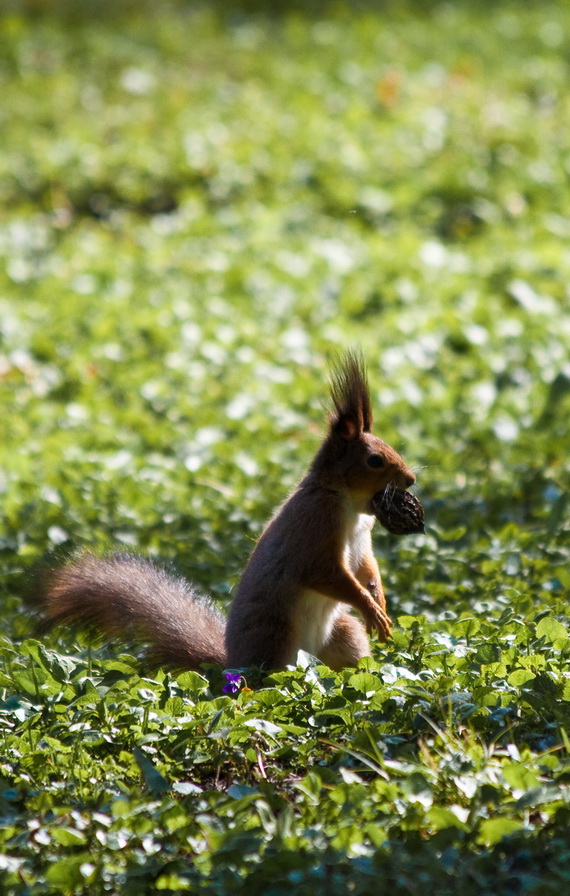 Protein mit einer Granate