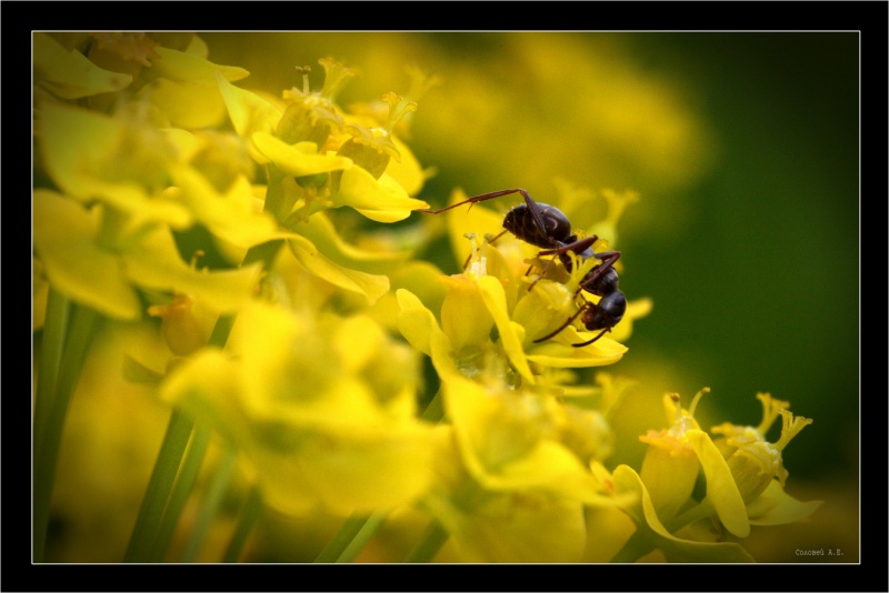 Dogsbody für das Fest.
