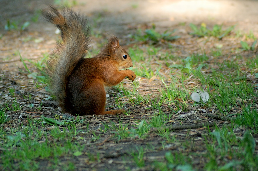 Nun, im Allgemeinen, ging ich ...