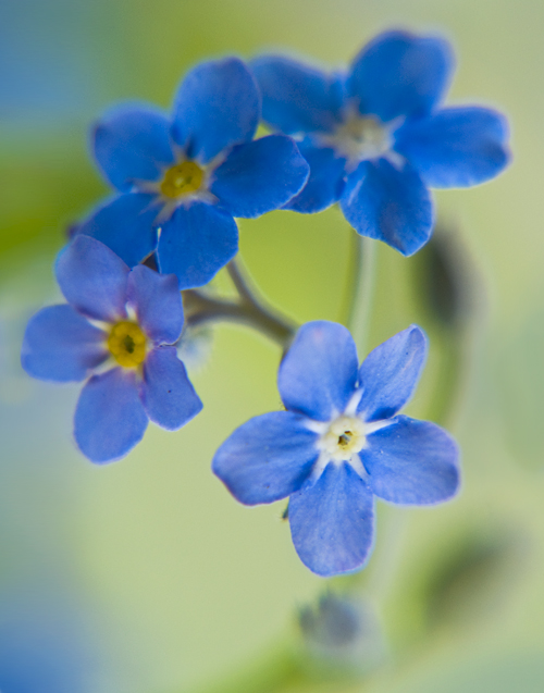 Forget-me-
