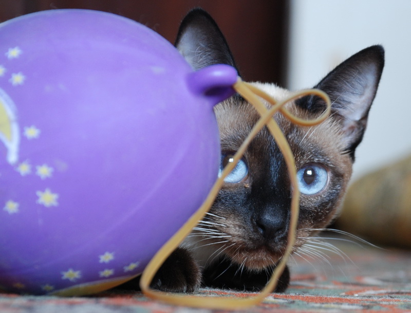 Trotzdem fing ich diesen Vogel