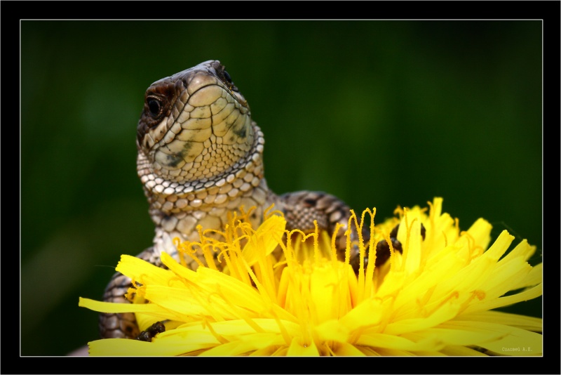 Oduvanchikoreptoloid