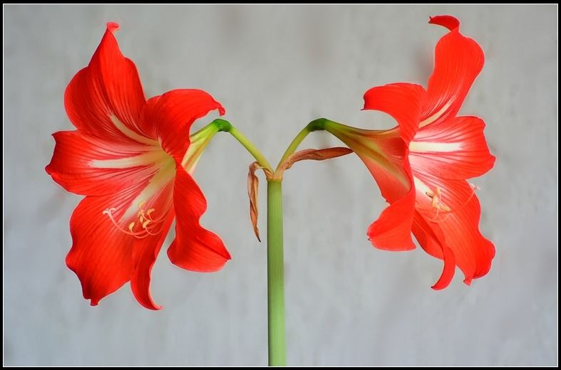 Amaryllis