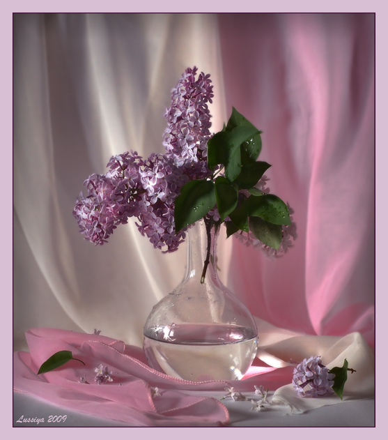 Die meisten Frühlingsblumen