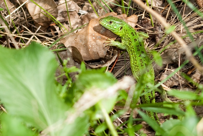 An der Frühlingssonne