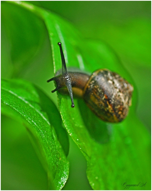 Horny und nicht eine Ziege ....