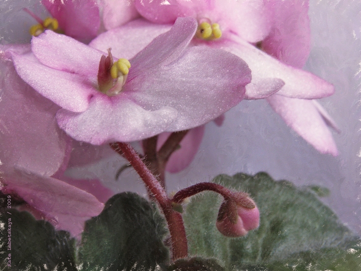 Zhytstse pratsyagvaetstsa