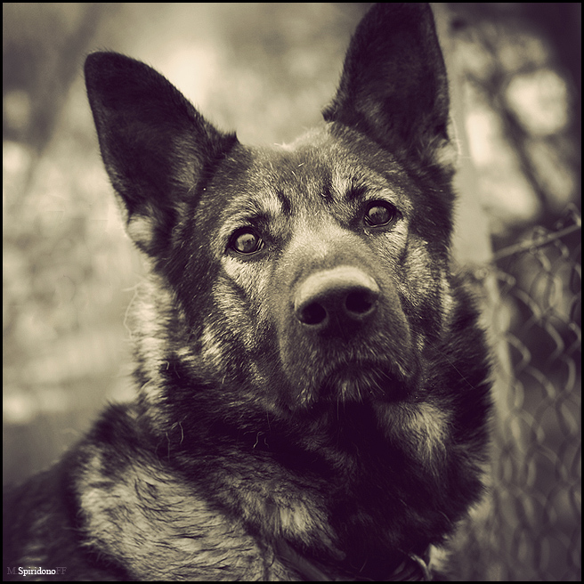 ** Weitere CheloveChiskiya *