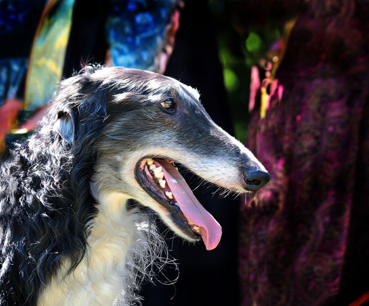 Barsoi Romanows HERAKLION