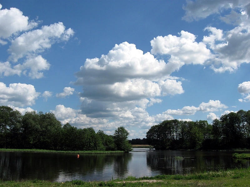 White-geflügelte Pferd