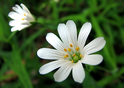 Weiße Taschentücher ...