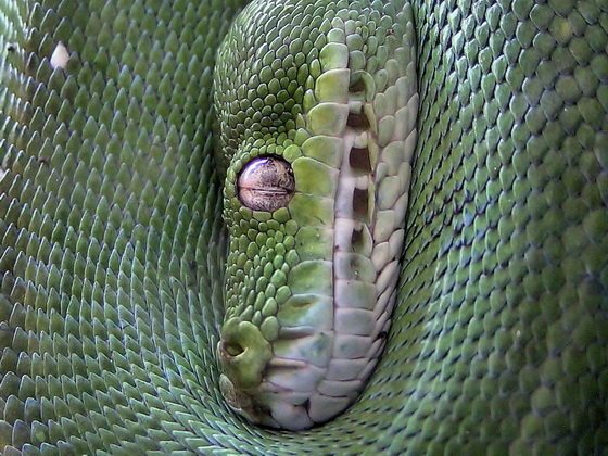 Maguire und Gipnoziruyu!