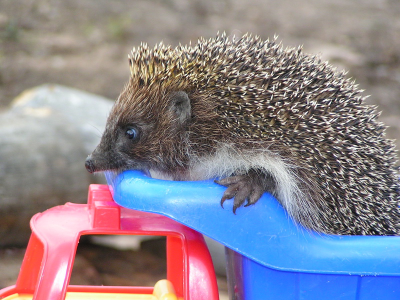 Nun, wir gehen oder nicht?