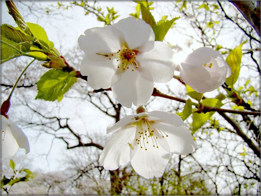Farbe weiß - de sama praktychny