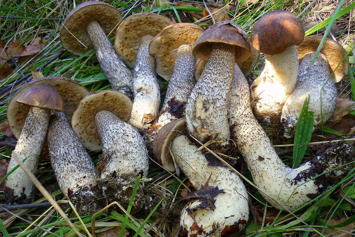 Pilz Ernte