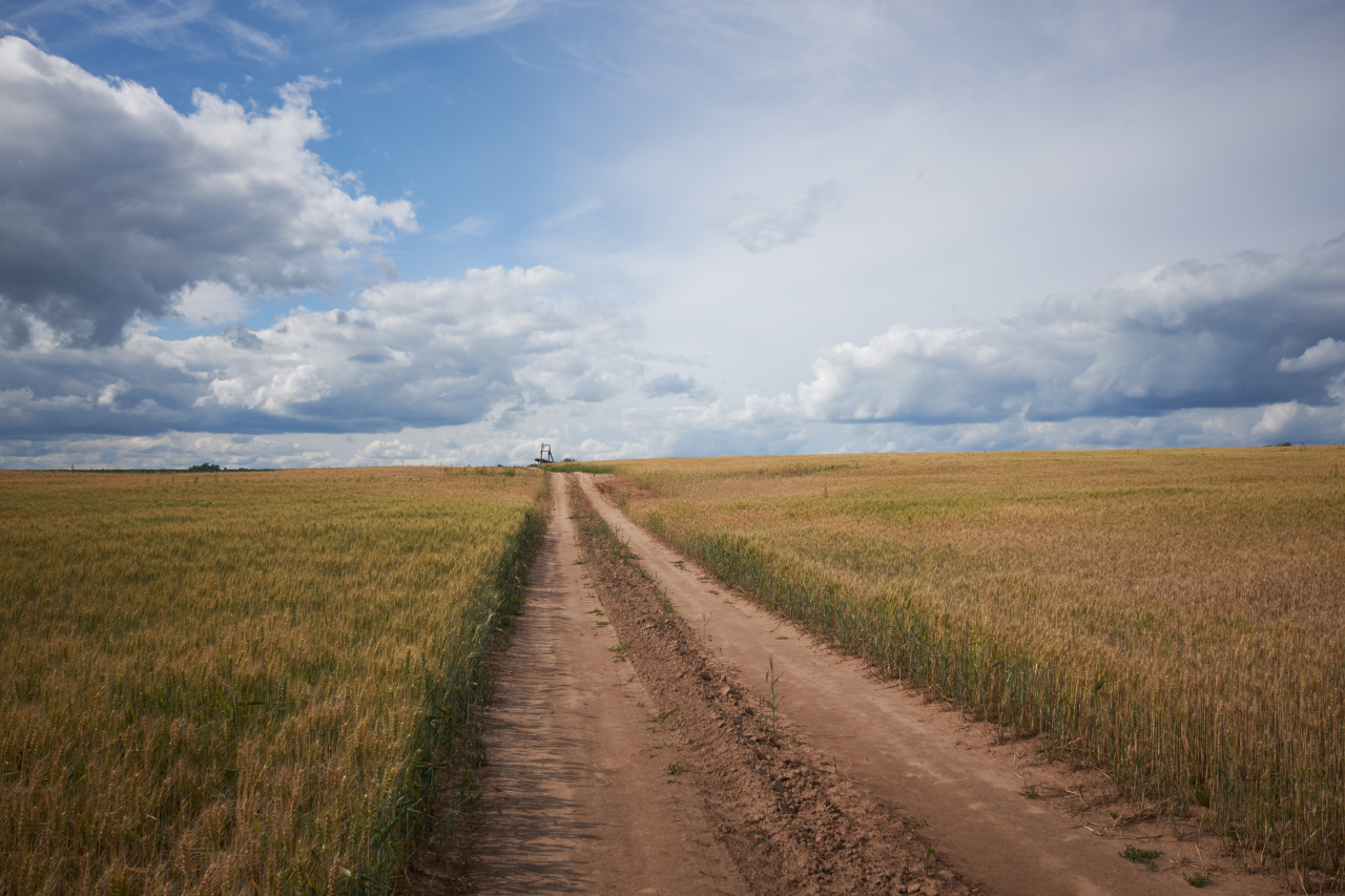 Straße in einem Feld