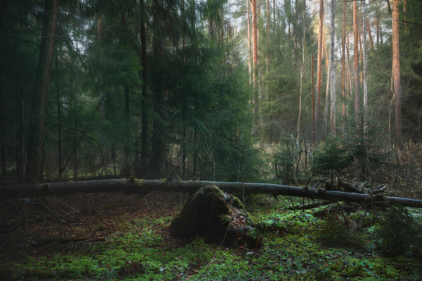 in den herbstlichen Wald