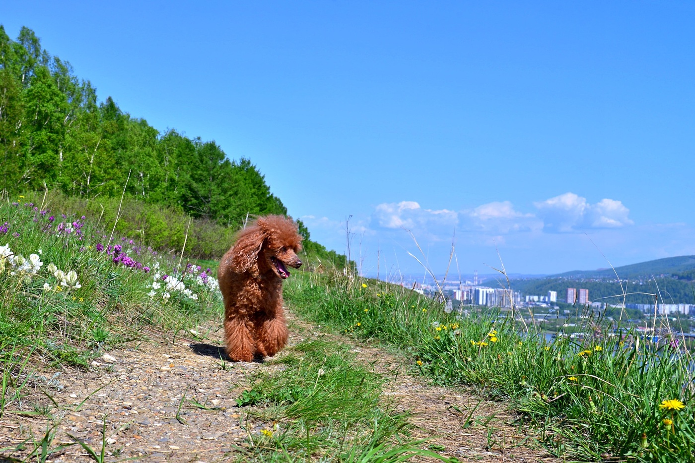 Sommer, ah Sommer ...