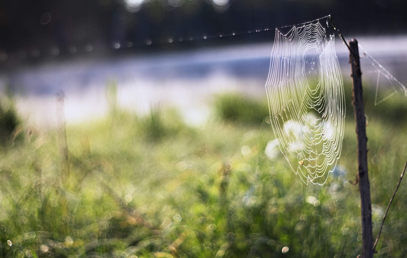 Travushka-muravushka