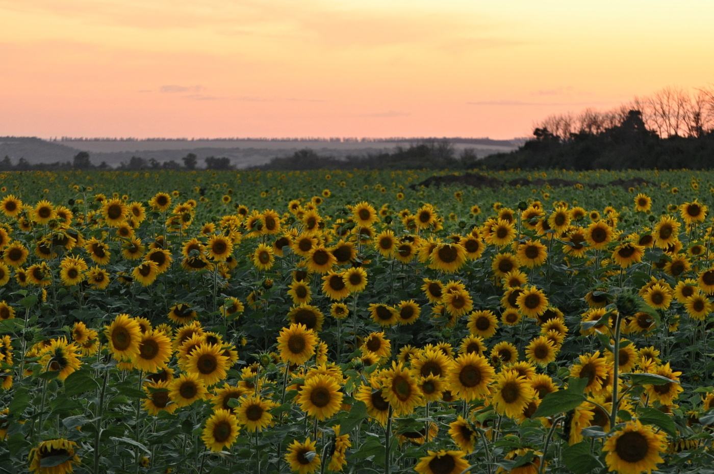 Bei Sonnenuntergang.