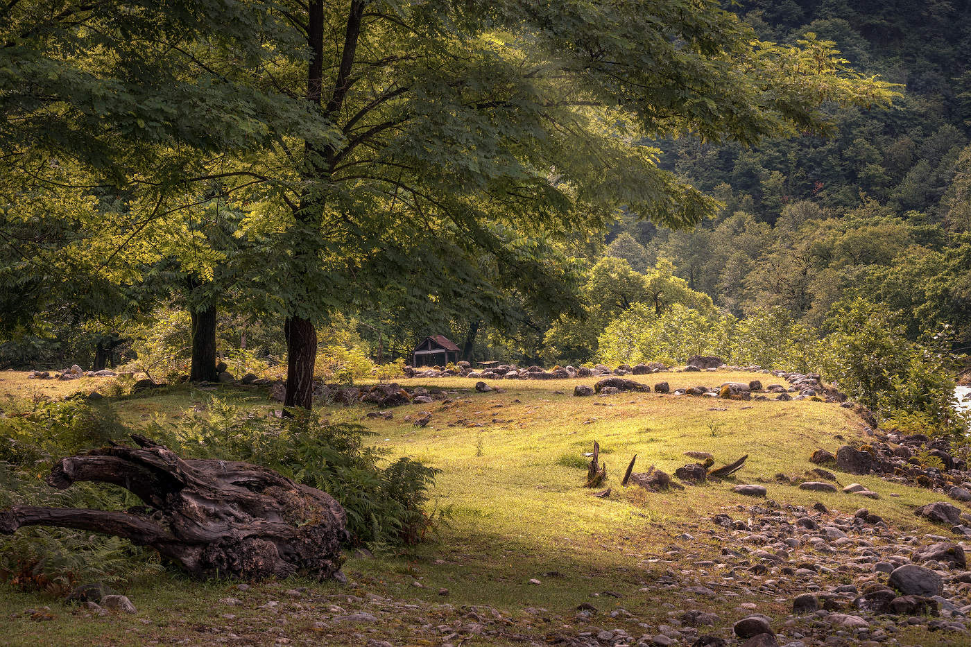 Hazel Tree On The Shore