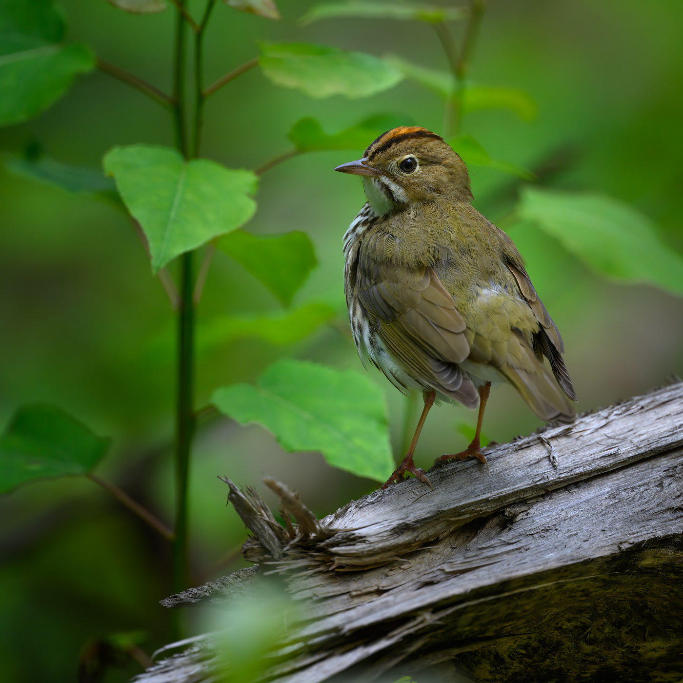 Ovenbird
