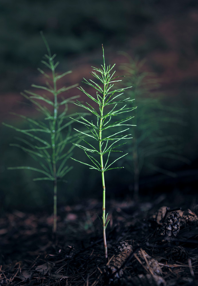 Morgen in einem Kiefernwald