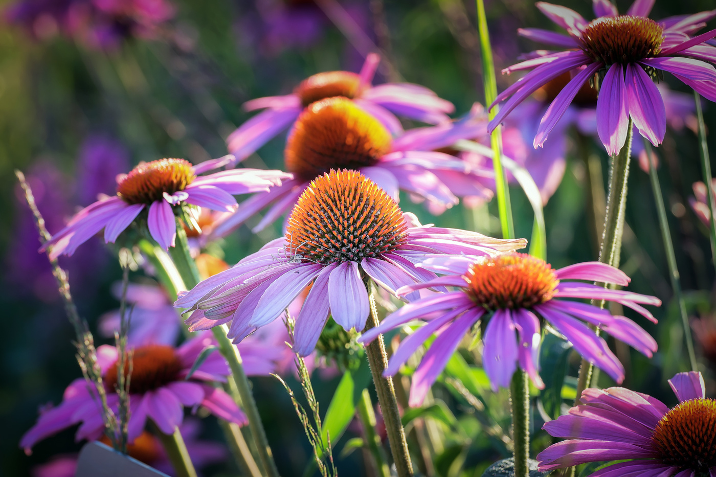 Sommer in vollem Gange ...