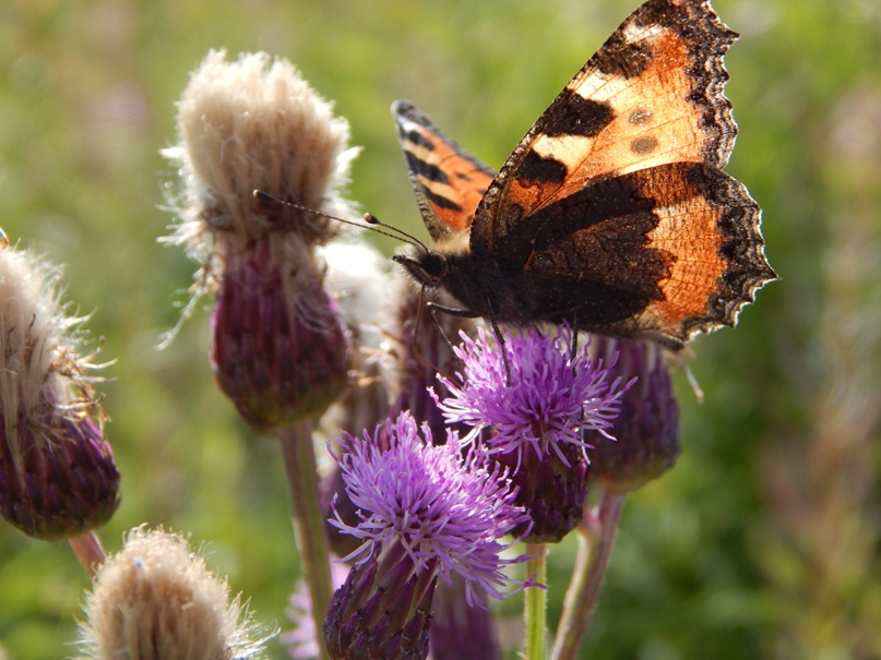 Newborn butterfly