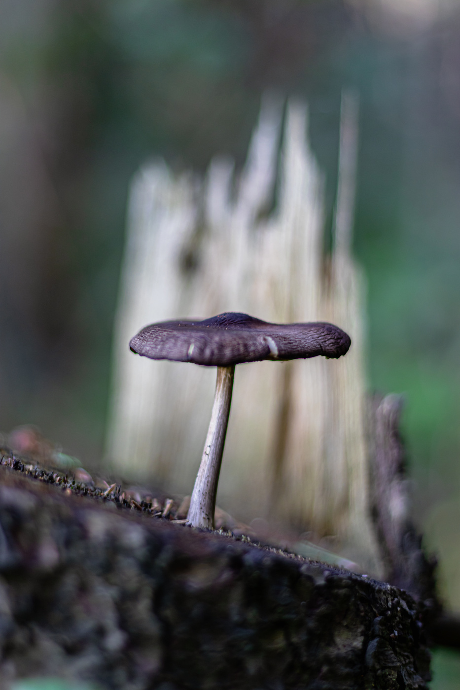 Ich werde auf einem Baumstumpf sitzen ...