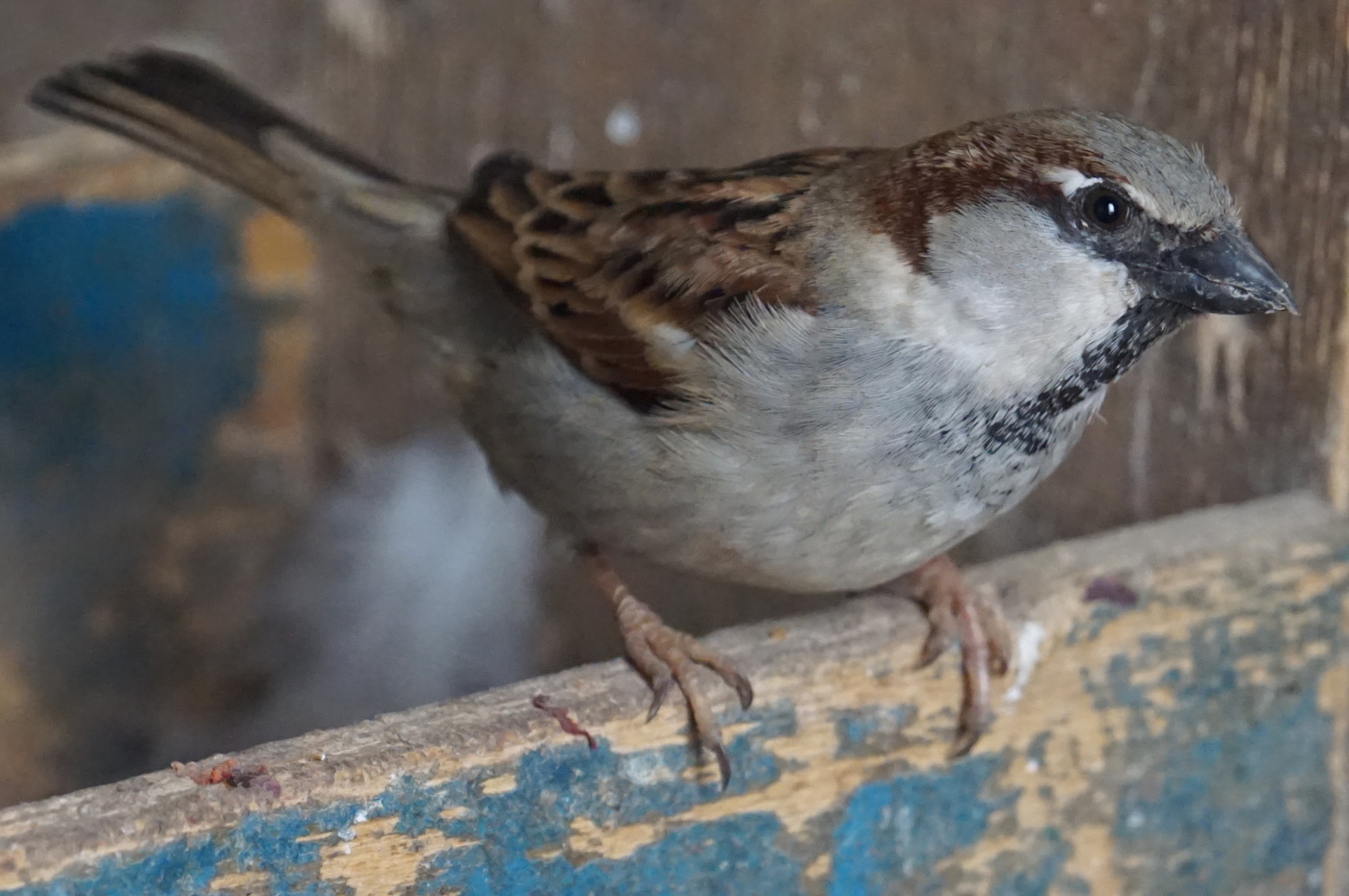 Sparrows