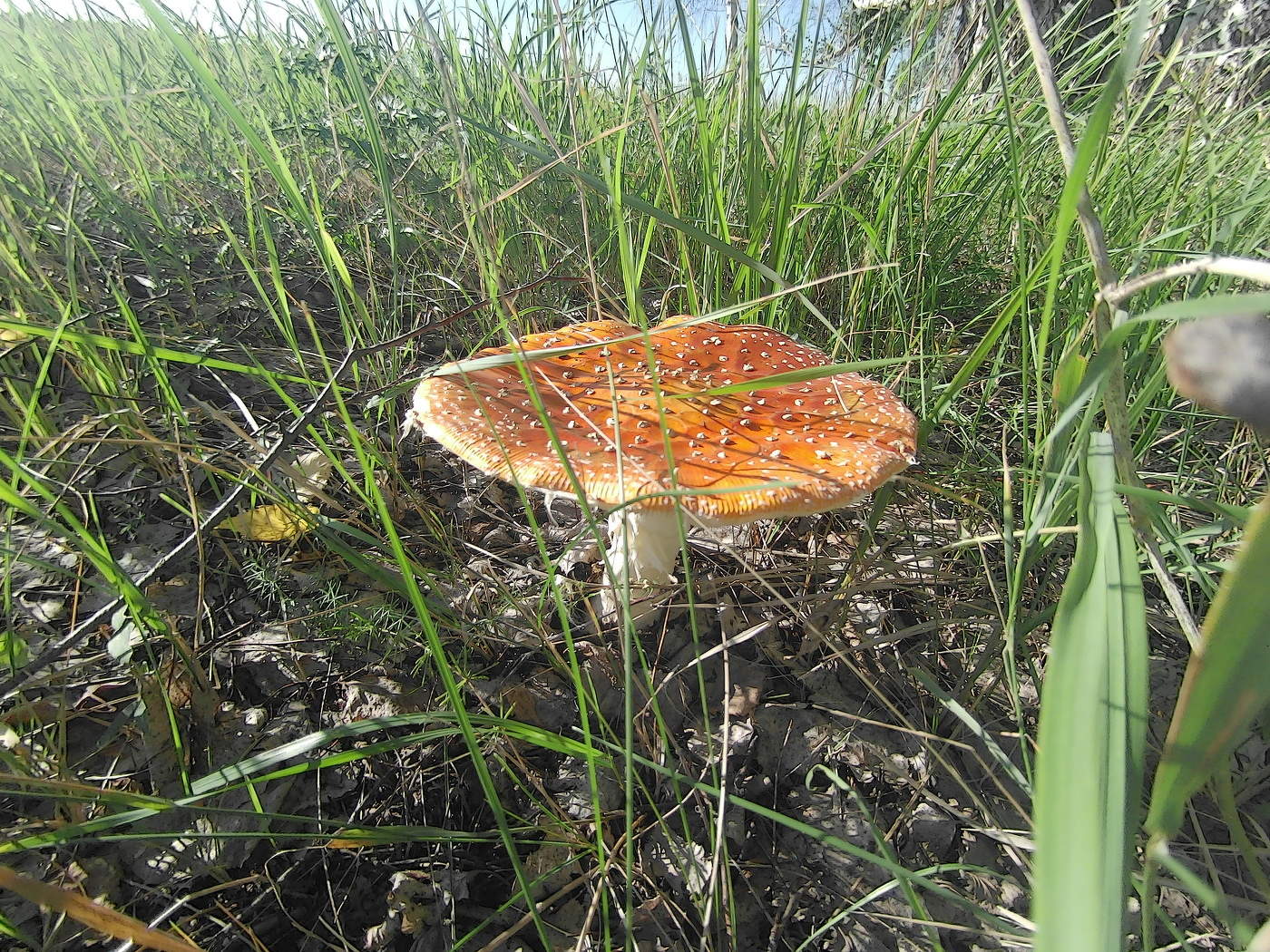 Fliegen-Blätterpilz