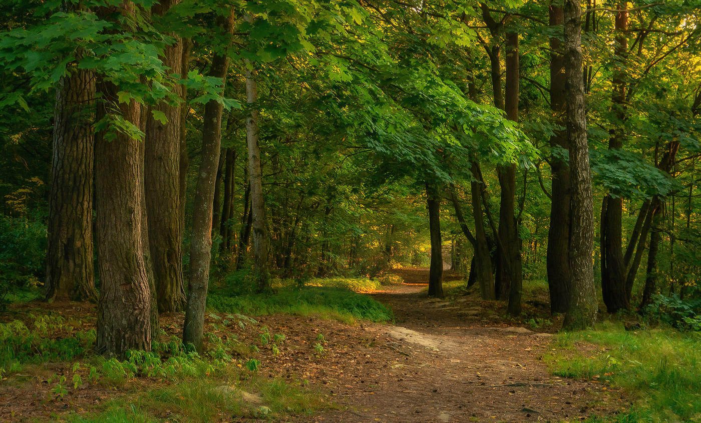 Evening forest