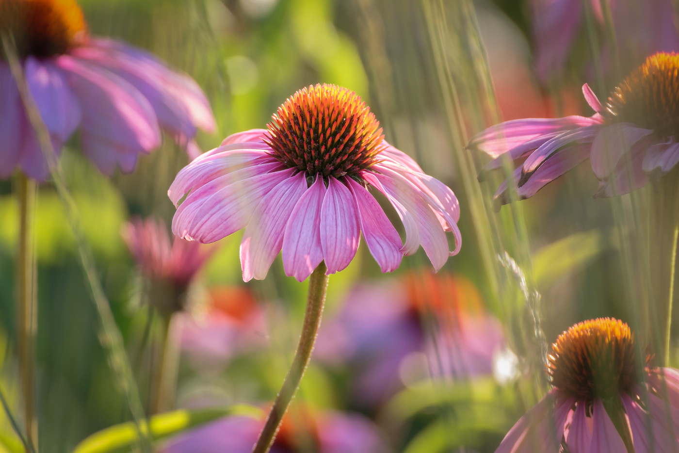 Memories of Summer ...