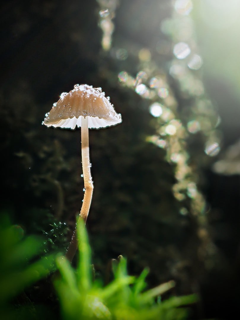Auf einem dünnen Stiel