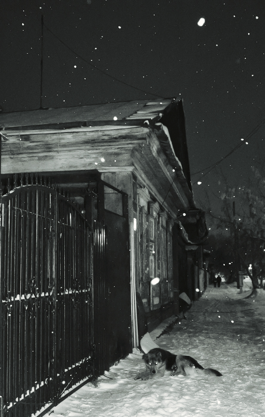 Es war einmal ein Hund.