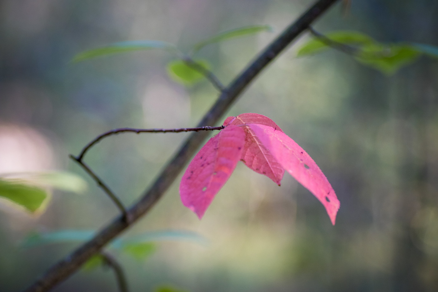 Herbst ist gekommen,