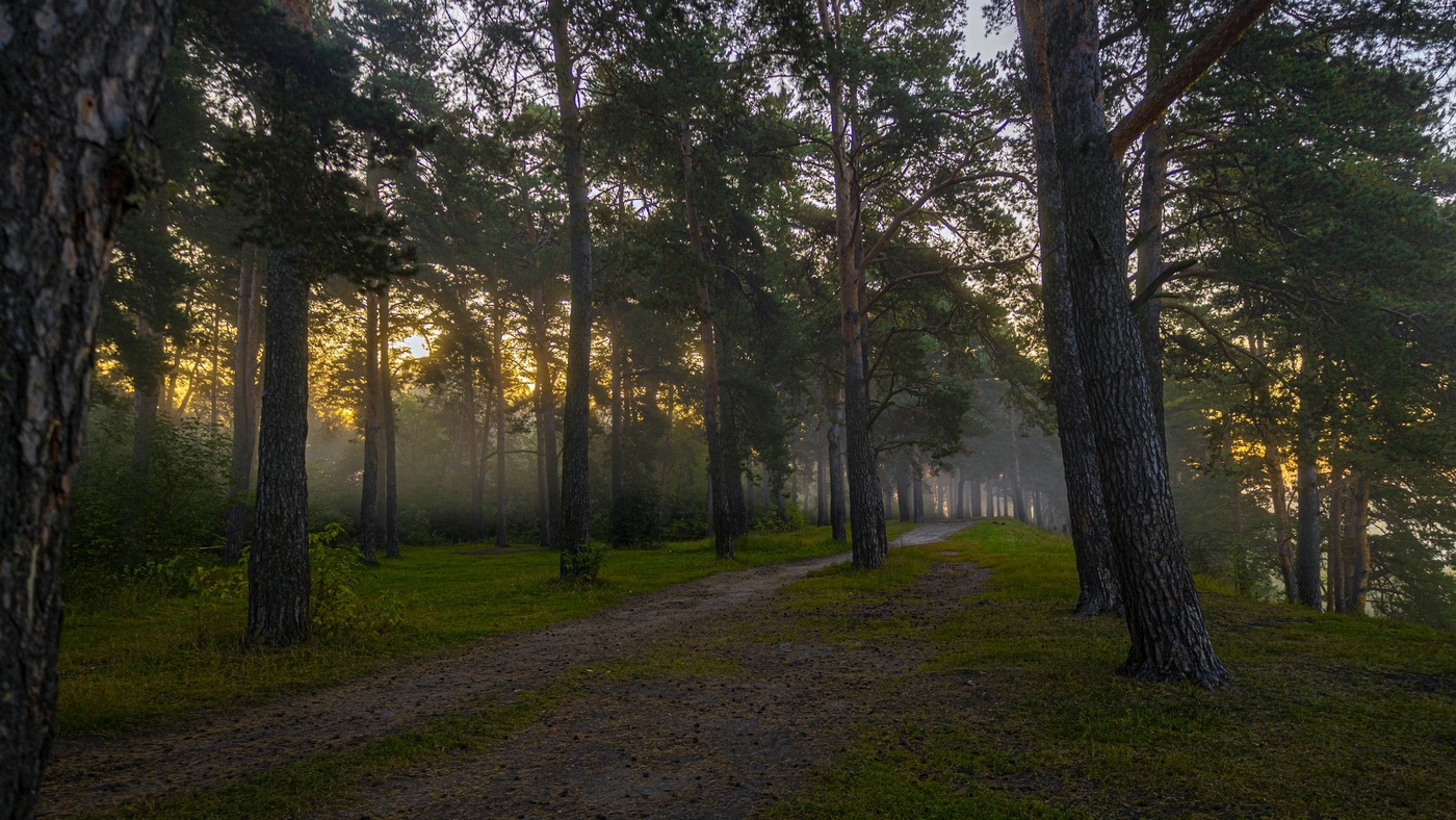 Morgen in einem Kiefernwald