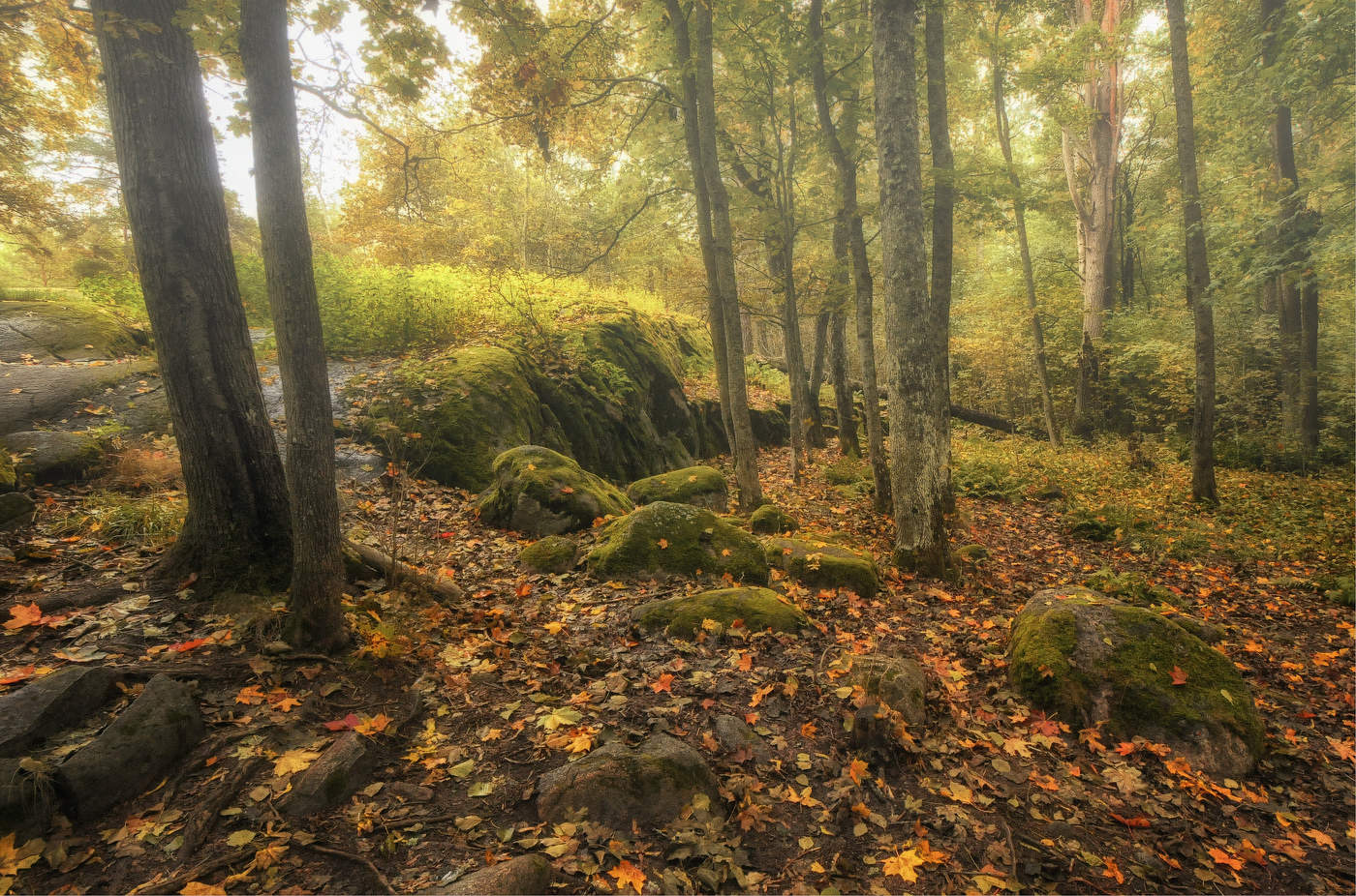 in den herbstlichen Wald